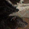 dog, black_and_white_dog, scruffy_dog, indoor, resting, floor, rug, cozy, pet, animal, fur, relaxing, side_view, laying_down, quiet, home, companion, two_dogs, calm, domestic