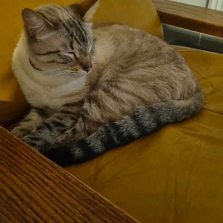 Flocon participe au concours pour gagner de l'argent avec cette photo : abyssinian, animal, architecture, armchair, building, cat, chair, couch, drawer, furniture, hardwood, indoors, livingroom, manx, person, pet, plywood, room, sleeping, wood