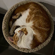 Mowgli a rejoint le concours — aidez-le/la à gagner de superbes lots ! cat, sleeping, curled_up, ginger, white, pet, feline, fur, bed, cozy, indoor, resting, round, cute, animal, domestic, relaxed, soft, comfortable, quiet