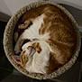 cat, sleeping, curled_up, ginger, white, pet, feline, fur, bed, cozy, indoor, resting, round, cute, animal, domestic, relaxed, soft, comfortable, quiet
