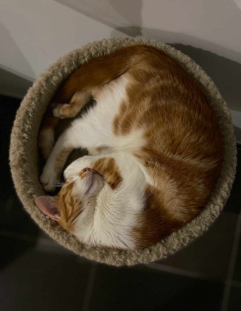 Mowgli