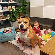 Iron a rejoint le concours — aidez-le/la à gagner de superbes lots ! dog, baby, indoor, toys, plant, floor, mat, furniture, pajamas, smiling, happy, living_room, photoframes, table, cushion, wood_floor, houseplant, child, domestic_animal, home