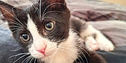 Poe is registered to the contest to win money with this photo: kitten, cat, black_and_white, whiskers, close_up, bed, indoor, pet, cute, animal, fur, pink_nose, relaxing, young_cat, eyes, portrait, feline, soft, domestic_cat, curious