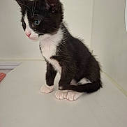 Poe is registered to the contest to win money with this photo: kitten, cat, tuxedo_cat, black_and_white, feline, pet, cute, young, animal, whiskers, ears, paws, tail, indoor, curious, sitting, fur, small, domestic, alert