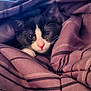 Poe joined the competition — help win amazing prizes! kitten, cat, black_and_white, blanket, cozy, cute, pet, animal, fur, whiskers, indoor, soft, resting, purple, striped, closeup, face, sleepy, young, comfort