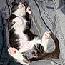 Poe joined the competition — help win amazing prizes! kitten, cat, sleeping, paws, pink_paw_pads, fluffy, black_and_white, pet, cute, resting, indoor, blanket, striped, fur, tail, whiskers, cozy, relaxed, animal, soft