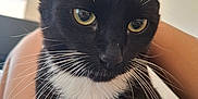 Gandalf is registered to the contest to win money with this photo: cat, tuxedo_cat, black_and_white, whiskers, close_up, indoor, pet, animal, feline, yellow_eyes, fur, face, portrait, sitting, domestic_cat, cute, soft_light, person_arm, relaxed, looking_away