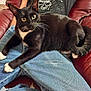 cat, tuxedo_cat, black_and_white_cat, pet, animal, lap, jeans, person, shirt, graphic_tshirt, skull_design, red_leather_chair, indoor, whiskers, fur, paws, relaxing, seated, close_up, curious