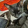 cat, tuxedo_cat, black_and_white, whiskers, pet, indoor, blanket, bedding, person_arm, relaxed, sleepy, close_up, fur, animal, resting, cozy, comfort, orange_blanket, bedroom