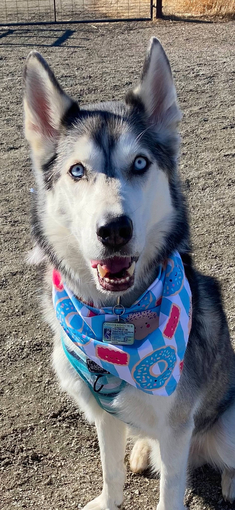 Timber is registered to the contest to win money with this photo: ancient_dog_breeds, art, canidae, canis, carnivore, collar, companion_dog, dog, dog_breed, electric_blue, fur, happy, siberian_husky, sled_dog, snout, sporting_group, whiskers, wolf, working_animal, working_dog