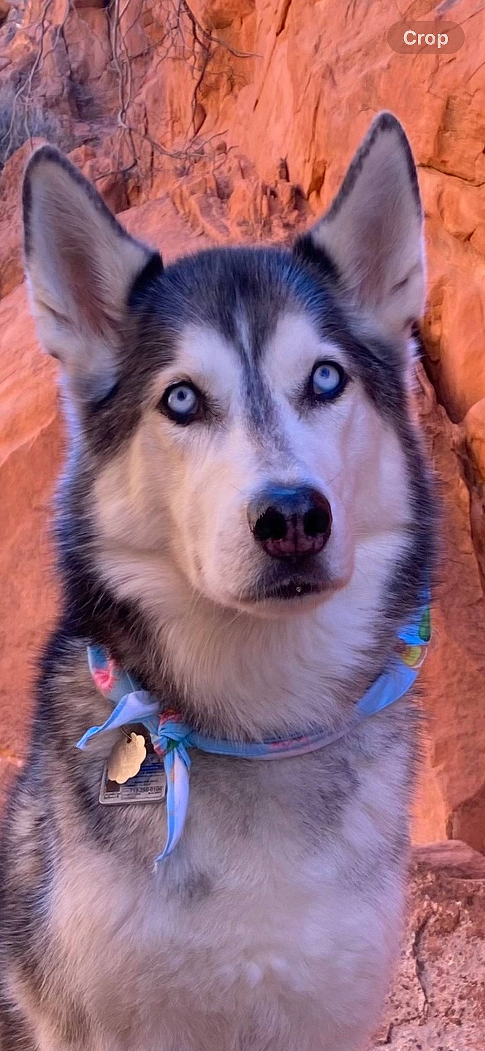 Timber is registered to the contest to win money with this photo: canidae, carnivore, close_up, collar, companion_dog, dog, dog_breed, electric_blue, eye, fawn, fur, head, iris, jaw, siberian_husky, sled_dog, snout, sporting_group, terrestrial_animal, whiskers