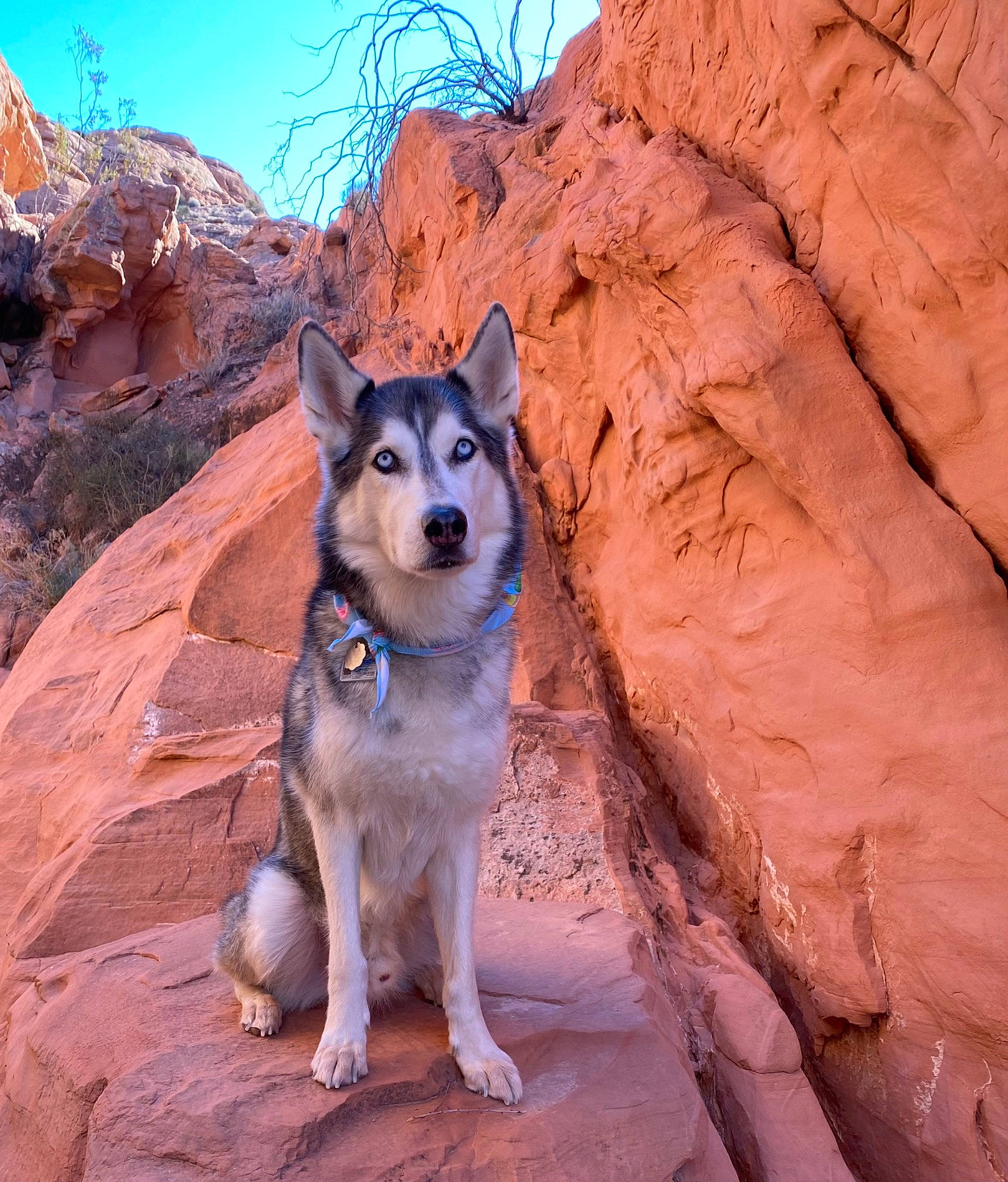 Timber is registered to the contest to win money with this photo: bedrock, canidae, carnivore, companion_dog, dog, dog_breed, dog_hiking, fawn, landscape, mountain, rock, siberian_husky, sky, snout, sporting_group, tail, tree, walking, wilderness, working_dog
