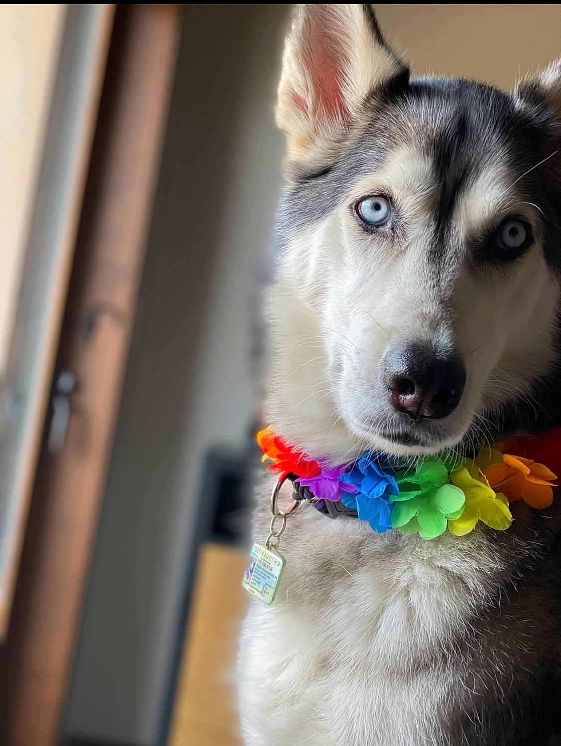 Timber joined the competition — help win amazing prizes! canidae, carnivore, collar, companion_dog, dog, dog_breed, dog_collar, electric_blue, fashion_accessory, fawn, fur, iris, jewellery, leash, pet_supply, sled_dog, snout, sporting_group, whiskers, working_animal