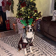 Kylo joined the competition — help win amazing prizes! animal, celebration, christmas_tree, cozy, cute, decorations, dog, festive, gift_boxes, holiday, indoor, lights, living_room, pajamas, pet, reindeer_antlers, rug, seasonal, smiling, winter