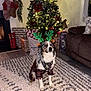animal, celebration, christmas_tree, cozy, cute, decorations, dog, festive, gift_boxes, holiday, indoor, lights, living_room, pajamas, pet, reindeer_antlers, rug, seasonal, smiling, winter