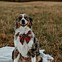 Kylo joined the competition — help win amazing prizes! animal, australian_shepherd, blanket, bow_tie, canine, cute, dog, field, fur, grass, happy, holiday, nature, outdoor, pet, plaid, portrait, sitting, smiling, sunset