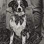 Kylo is registered to the contest to win money with this photo: animal, black_and_white, bow_tie, canine, casual_clothing, close_up, dog, fashion_accessory, focused_subject, grass, grass_field, heterochromia, jeans, outdoor, pet, plaid, portrait, sitting, two_people, vintage_style