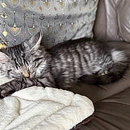 Tayeel a rejoint le concours — aidez-le/la à gagner de superbes lots ! animal, blanket, cat, couch, cozy, cute, decorative_pillow, feline, fur, gray_tabby, indoor, kitten, leather, pet, pillow, relaxed, resting, sleeping, soft, striped