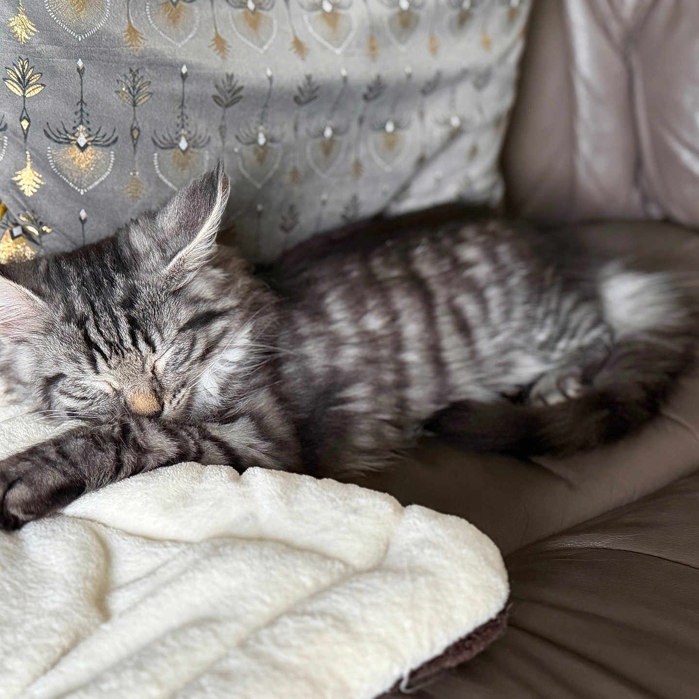Tayeel a rejoint le concours — aidez-le/la à gagner de superbes lots ! animal, blanket, cat, couch, cozy, cute, decorative_pillow, feline, fur, gray_tabby, indoor, kitten, leather, pet, pillow, relaxed, resting, sleeping, soft, striped