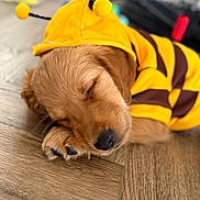 Willow is registered to the contest to win money with this photo: puppy, dog, sleeping, costume, bee_costume, yellow, brown, floor, wooden_floor, pet, cute, animal, close_up, adorable, resting, indoor, soft_fur, young_dog, sleep, cozy