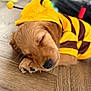 puppy, dog, sleeping, costume, bee_costume, yellow, brown, floor, wooden_floor, pet, cute, animal, close_up, adorable, resting, indoor, soft_fur, young_dog, sleep, cozy