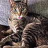 animal, cat, couch, cushion, cute, domestic_animal, ears, eyes, feline, fur, home, indoor, paw, pet, relaxed, resting, striped_fur, tabby_cat, tongue_out, whiskers