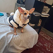Angel joined the competition — help win amazing prizes! dog, small_dog, clothing, bed, blanket, indoor, furniture, carpet, shelf, decor, warm_jacket, pet, animal, home, cozy, alert, standing, room, table, household_items