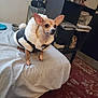 dog, small_dog, clothing, bed, blanket, indoor, furniture, carpet, shelf, decor, warm_jacket, pet, animal, home, cozy, alert, standing, room, table, household_items