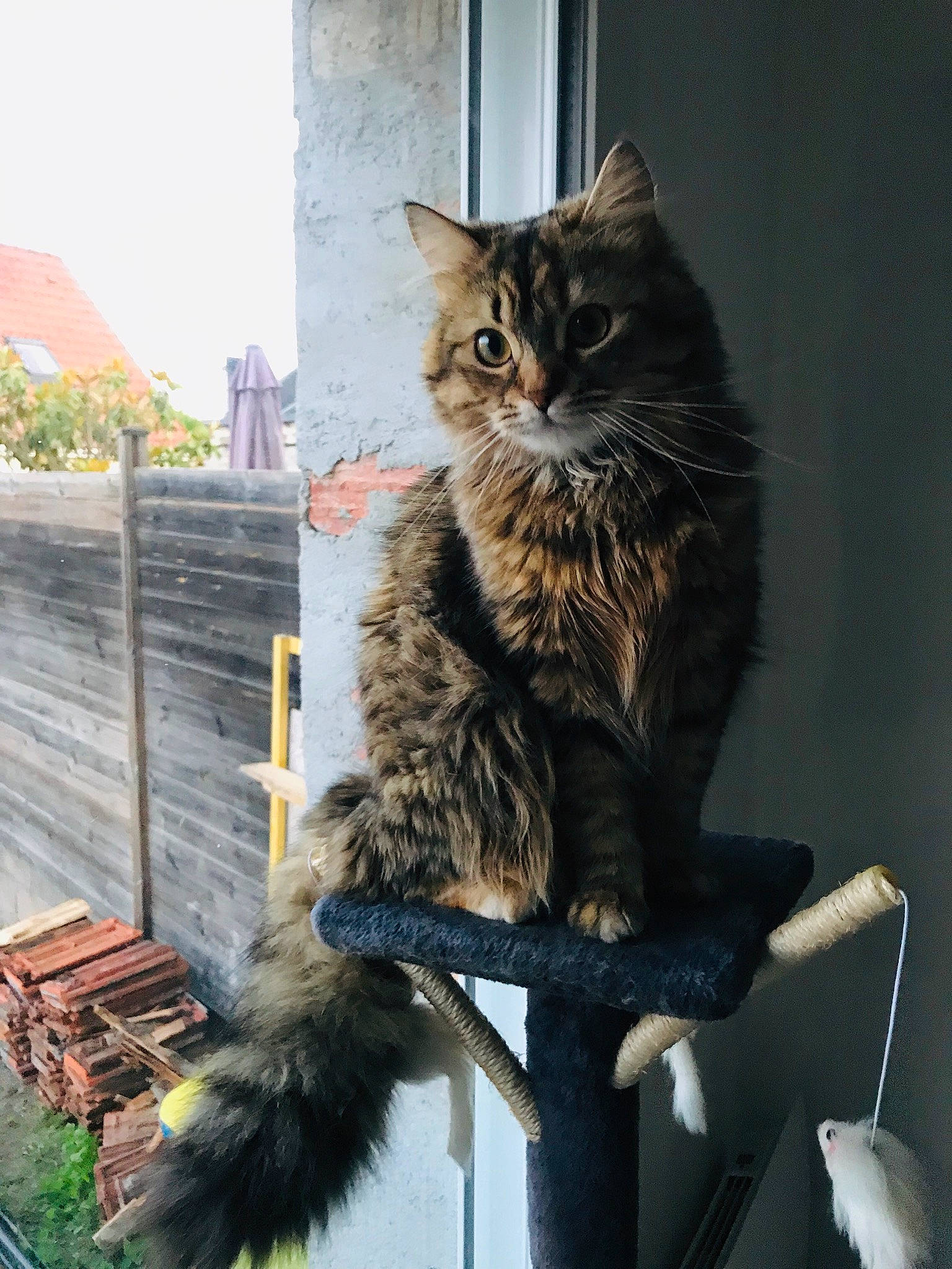 Ganesh participe au concours pour gagner de l'argent avec cette photo : asian, asian_semi_longhair, british_semi_longhair, carnivore, cat, domestic_long_haired_cat, domestic_short_haired_cat, dragon_li, felidae, fur, maine_coon, mammal, norwegian_forest_cat, siberian, small_to_medium_sized_cats, tabby_cat, tail, vertebrate, whiskers, wild_cat
