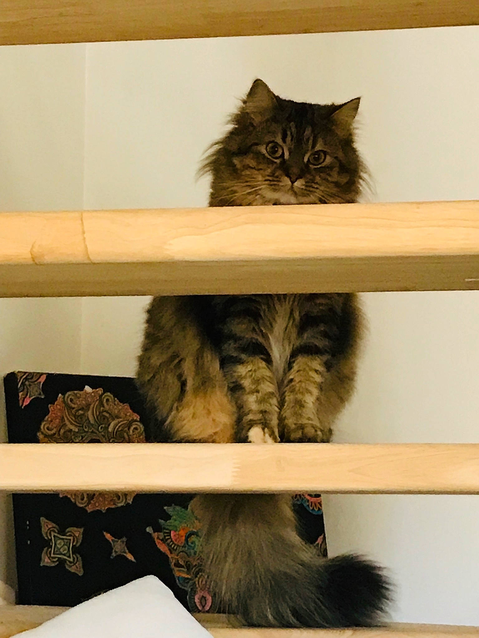 Ganesh participe au concours pour gagner de l'argent avec cette photo : carnivore, cat, domestic_long_haired_cat, domestic_short_haired_cat, european_shorthair, felidae, fur, kitten, maine_coon, norwegian_forest_cat, polydactyl_cat, shelf, shelving, siberian, small_to_medium_sized_cats, tabby_cat, tail, whiskers