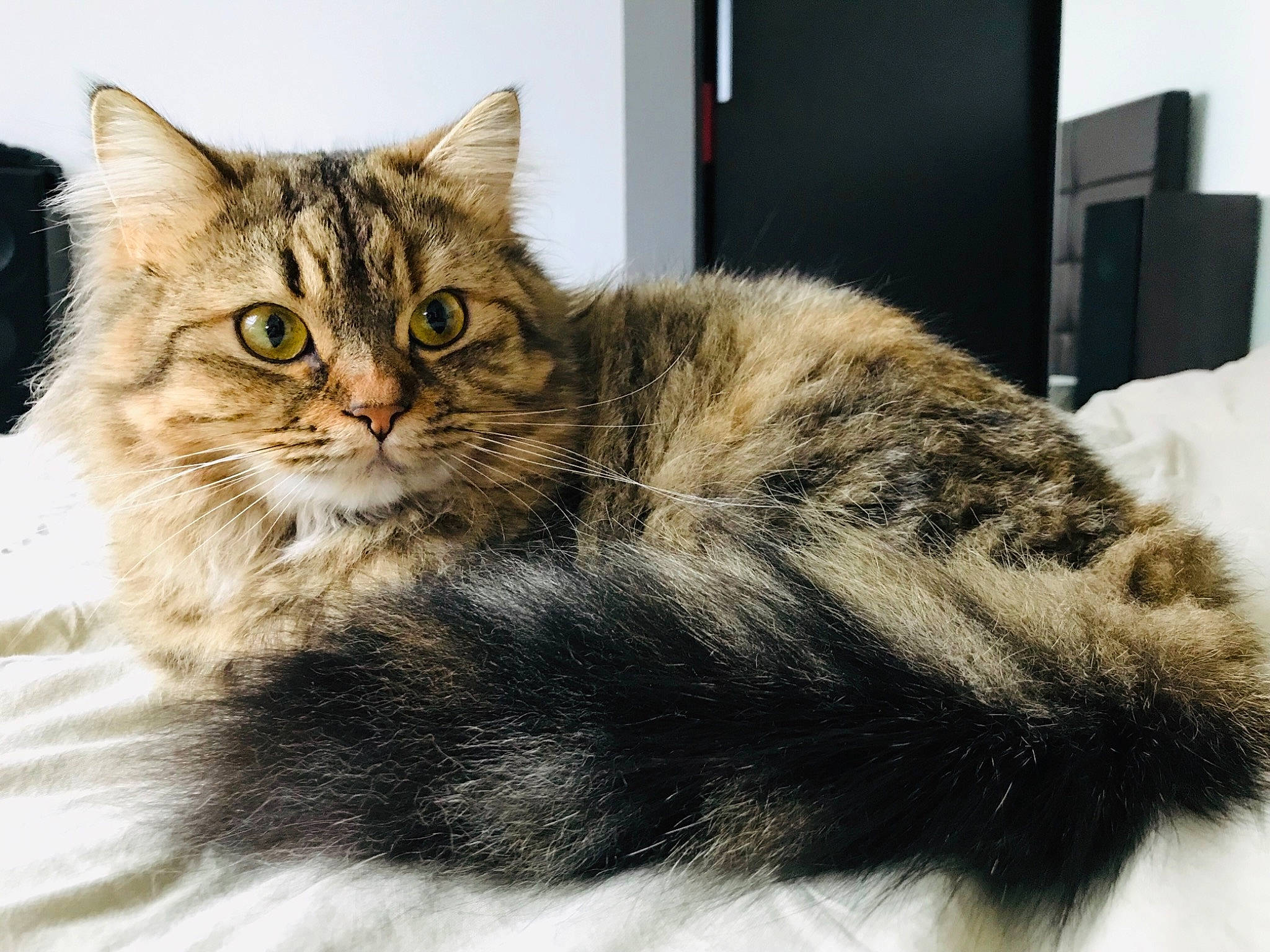 Ganesh a rejoint le concours — aidez-le/la à gagner de superbes lots ! american_curl, asian, asian_semi_longhair, british_semi_longhair, carnivore, cat, domestic_long_haired_cat, dragon_li, european_shorthair, felidae, fur, kitten, maine_coon, mammal, norwegian_forest_cat, siberian, small_to_medium_sized_cats, tabby_cat, vertebrate, whiskers