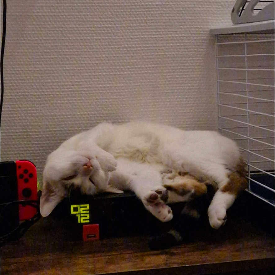 Rio participe au concours pour gagner de l'argent avec cette photo : cage, cat, cozy, digital_clock, electronics, feline, fur, furniture, game_controller, household, indoor, nose, paw, pet, quiet, relaxed, rest, sleeping, white_cat, wooden_surface