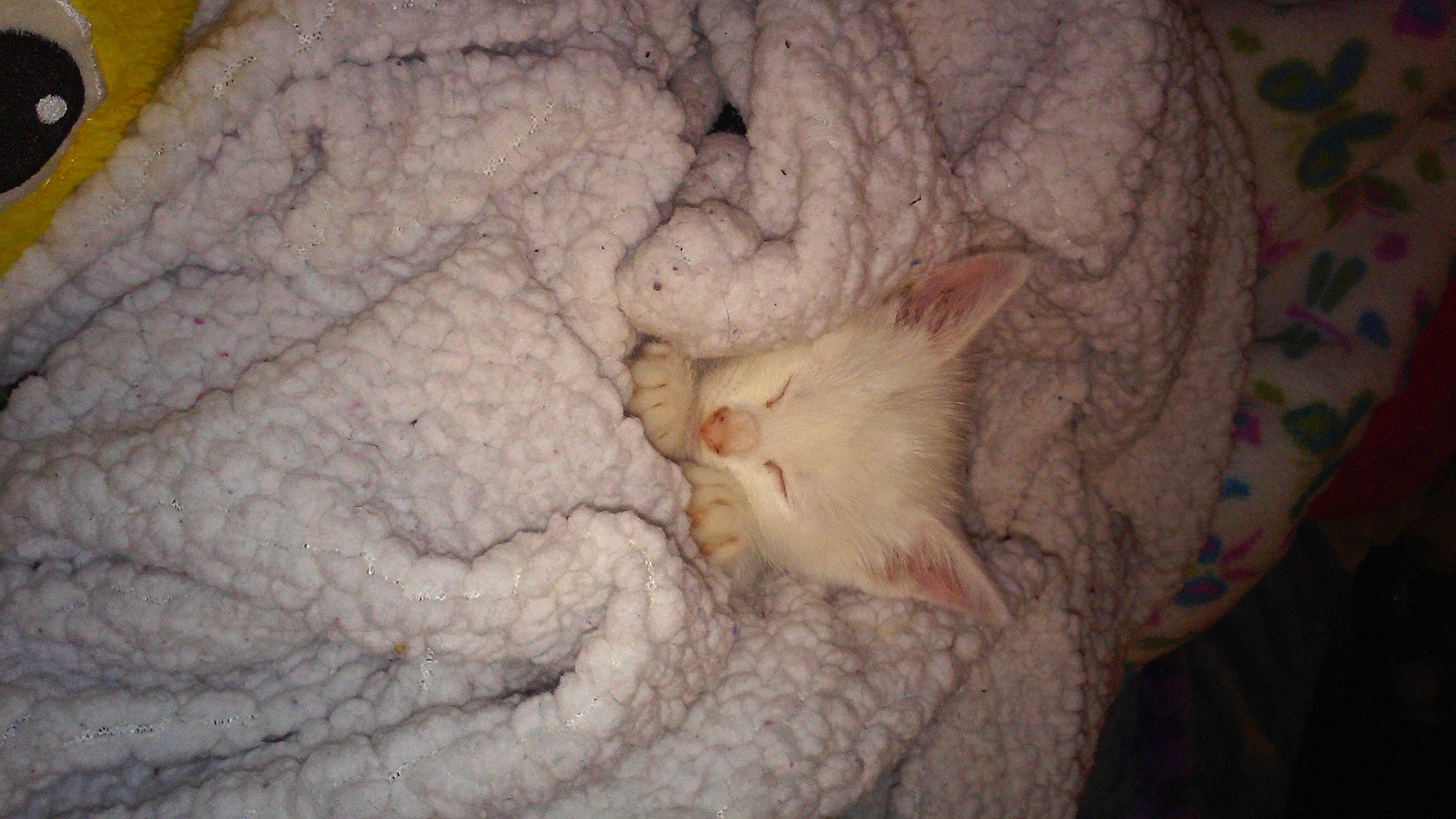 Snow Angel is registered to the contest to win money with this photo: carnivore, cat, claw, comfort, domestic_short_haired_cat, fawn, felidae, fur, linens, nail, nap, paw, sleep, small_to_medium_sized_cats, snout, tail, terrestrial_animal, whiskers