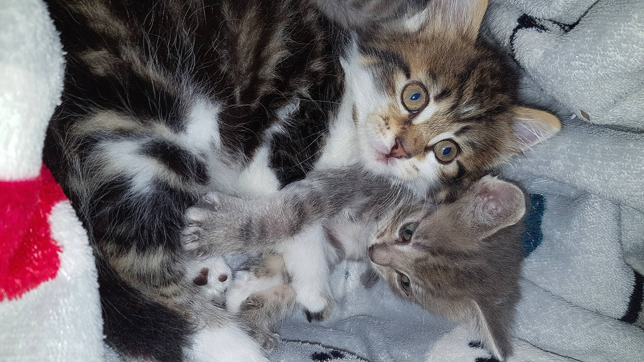 George participe au concours pour gagner de l'argent avec cette photo : carnivore, cat, claw, domestic_short_haired_cat, felidae, fur, grey, paw, small_to_medium_sized_cats, snout, tail, whiskers