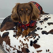 Dudley is registered to the contest to win money with this photo: dog, dachshund, small_dog, long_hair, brown_fur, pet, animal, sitting, lying_down, portrait, looking_at_camera, floppy_ears, dog_clothing, red_outfit, black_outfit, pet_bed, cow_print, indoor, carpet, phone_screenshot