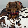 dog, dachshund, small_dog, long_hair, brown_fur, pet, animal, sitting, lying_down, portrait, looking_at_camera, floppy_ears, dog_clothing, red_outfit, black_outfit, pet_bed, cow_print, indoor, carpet, phone_screenshot