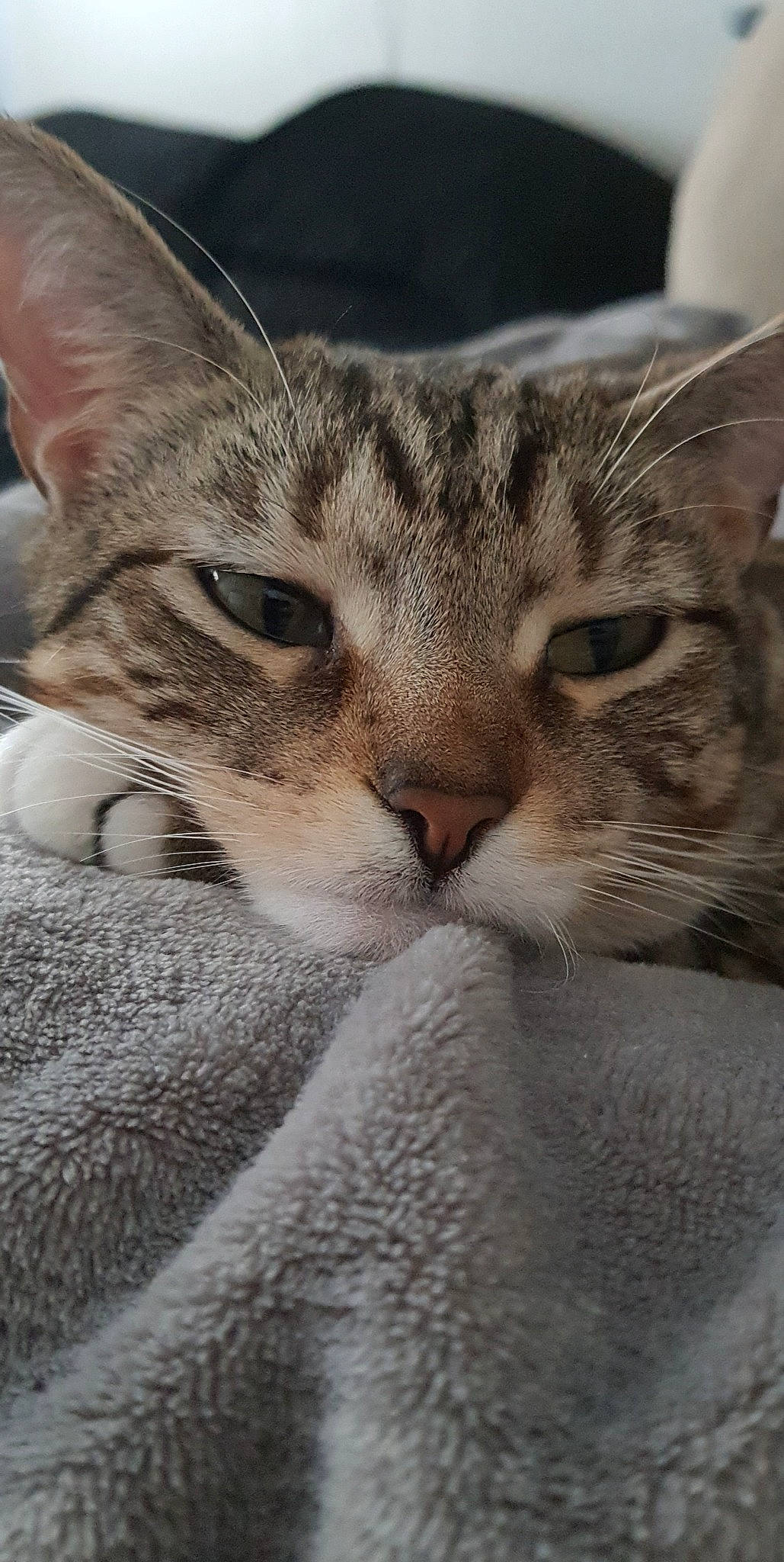 Zaida joined the competition — help win amazing prizes! carnivore, cat, claw, close_up, comfort, domestic_short_haired_cat, eye, felidae, fur, head, paw, small_to_medium_sized_cats, snout, terrestrial_animal, tree, whiskers, wildlife