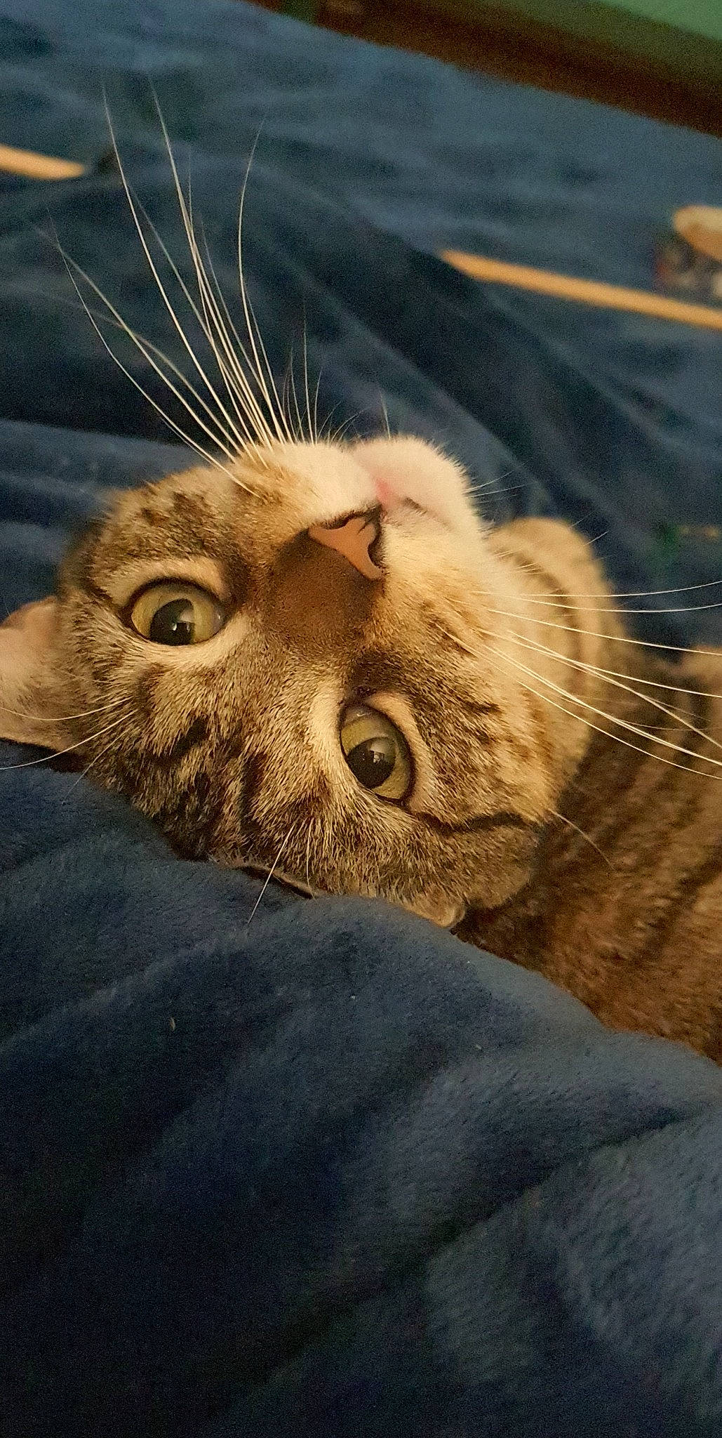 Zaida joined the competition — help win amazing prizes! canidae, carnivore, cat, claw, domestic_short_haired_cat, ear, eye, fawn, felidae, fur, macro_photography, paw, sand, small_to_medium_sized_cats, snout, terrestrial_animal, whiskers, wildlife, wood, wrinkle