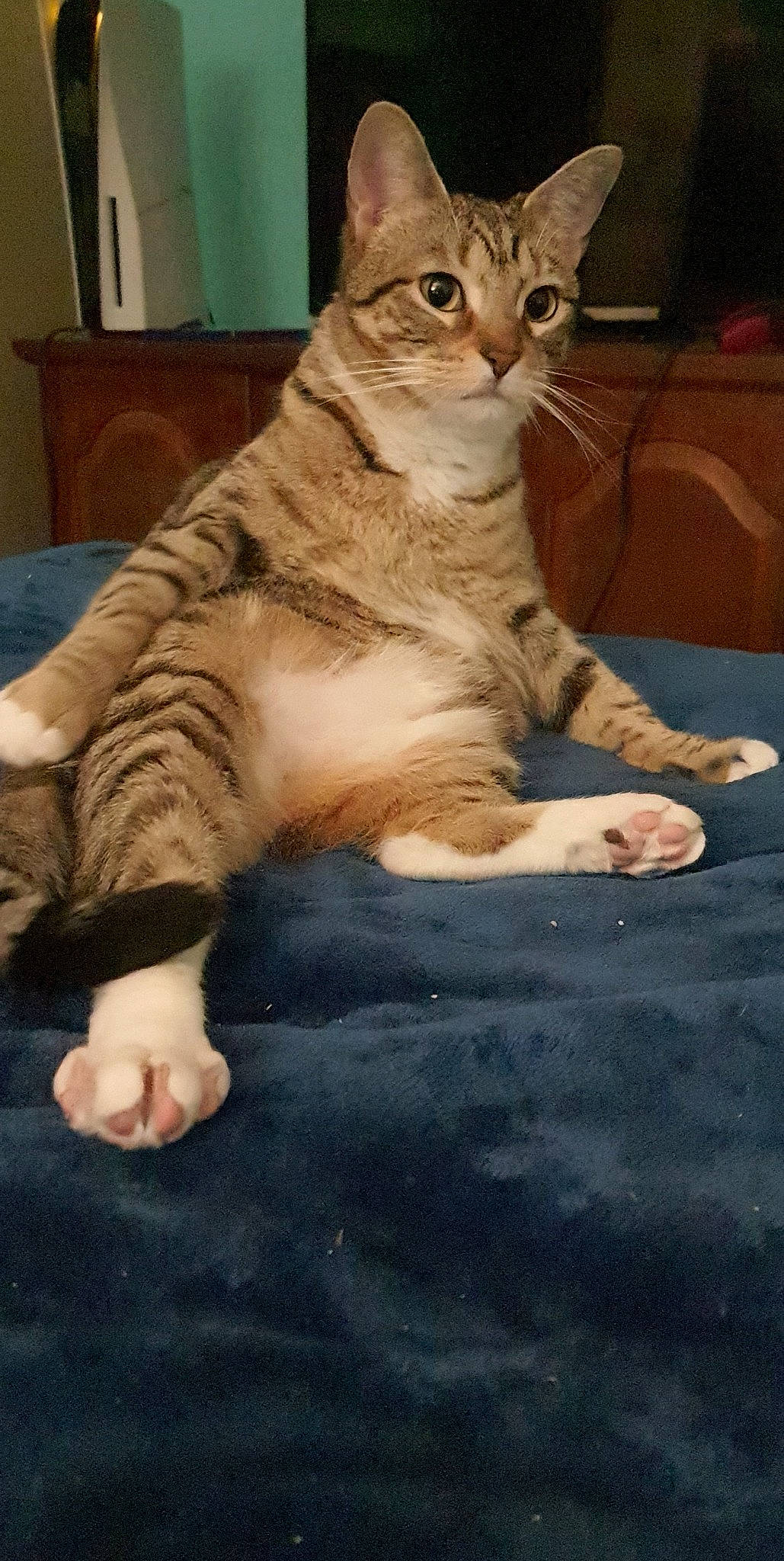 Zaida joined the competition — help win amazing prizes! carnivore, cat, claw, comfort, domestic_short_haired_cat, eye, fawn, felidae, flooring, foot, fur, human_leg, paw, sitting, small_to_medium_sized_cats, snout, tail, terrestrial_animal, whiskers, wildlife