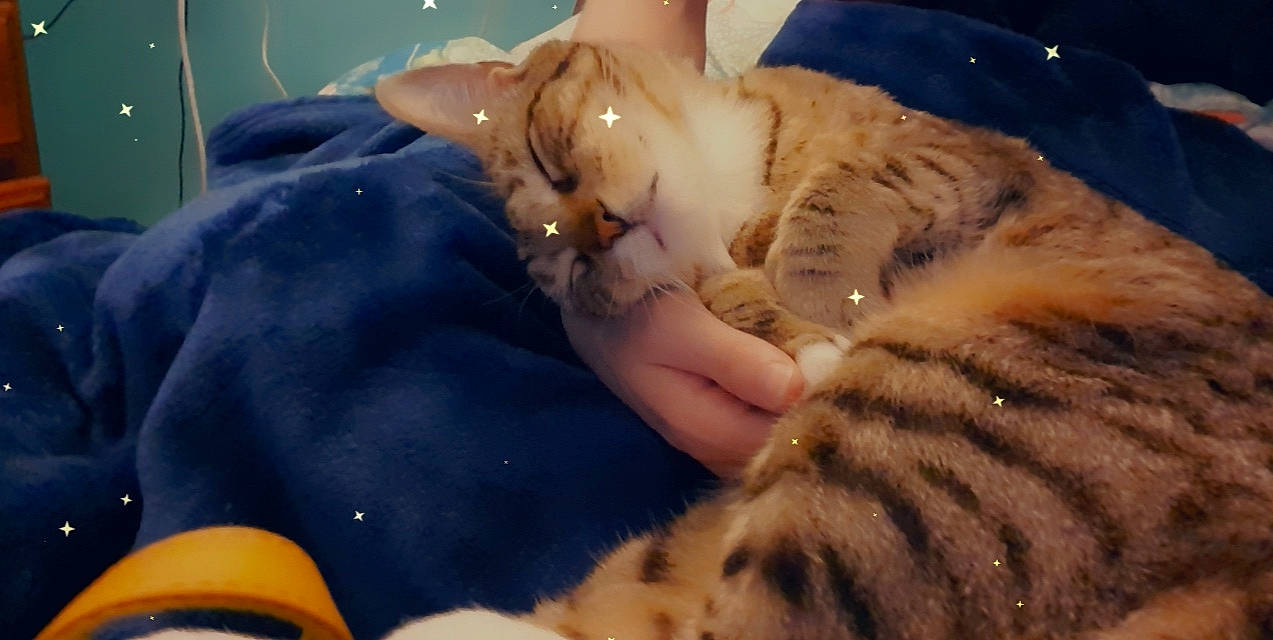 Zaida is registered to the contest to win money with this photo: carnivore, cat, comfort, companion_dog, dog_breed, domestic_short_haired_cat, ear, fawn, felidae, fur, fur_clothing, gesture, mammal, paw, small_to_medium_sized_cats, snout, tail, toy, vertebrate, whiskers