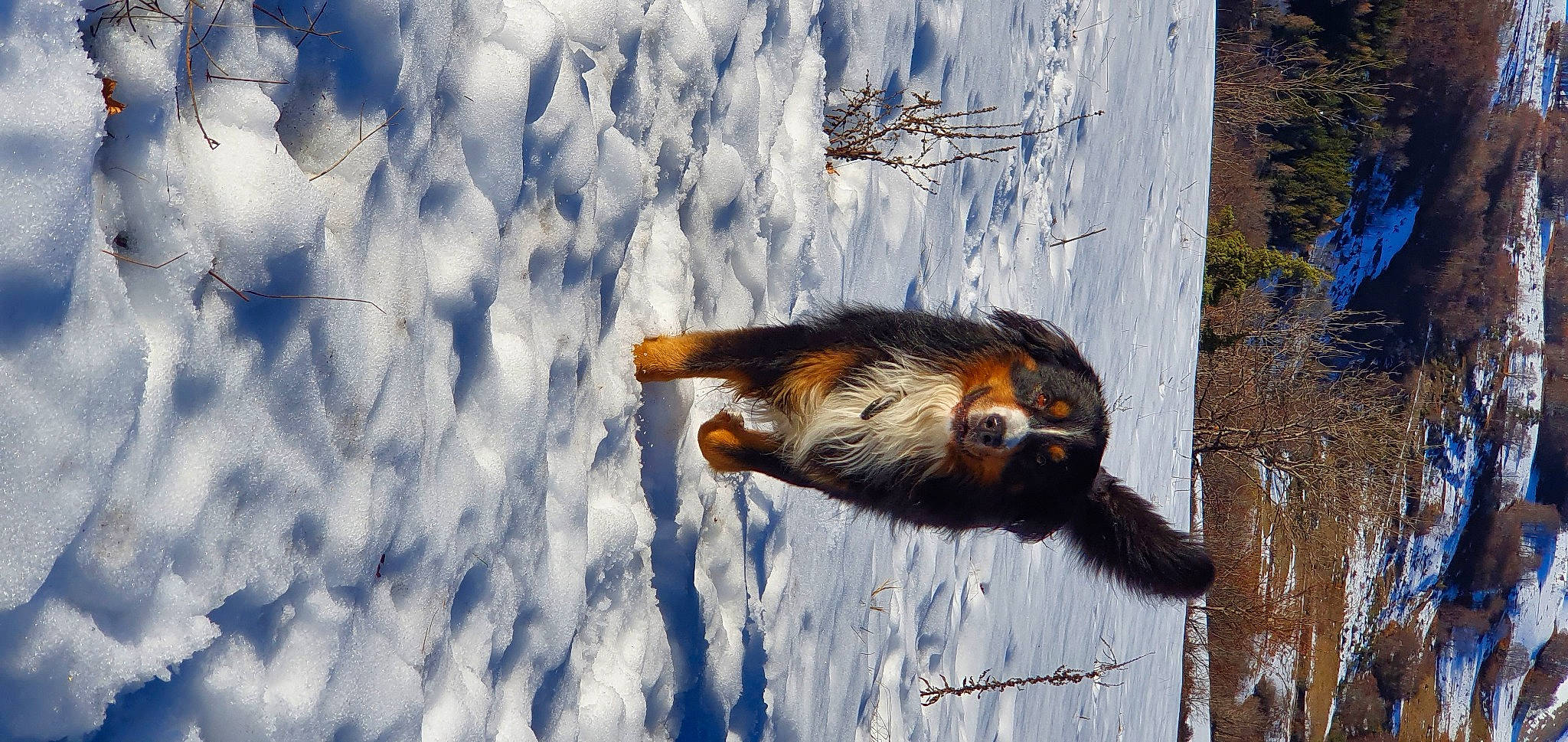 Athos participe au concours pour gagner de l'argent avec cette photo : canidae, dog_breed, fawn, felidae, fox_squirrel, freezing, grass, plant, rodent, small_to_medium_sized_cats, snout, snow, sporting_group, squirrel, tail, terrestrial_animal, whiskers, window, winter, wood