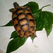 Ambre participe au concours pour gagner de l'argent avec cette photo : box_turtle, emydidae, reptile, tortoise, turtle