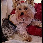 Wendy a rejoint le concours — aidez-le/la à gagner de superbes lots ! adorable, black_nose, blanket, bow, closeup, couch, dog, dress, ears, eyes, fur, indoor, long_hair, pet, pillow, portrait, resting, small_dog, tongue_out, yorkshire_terrier
