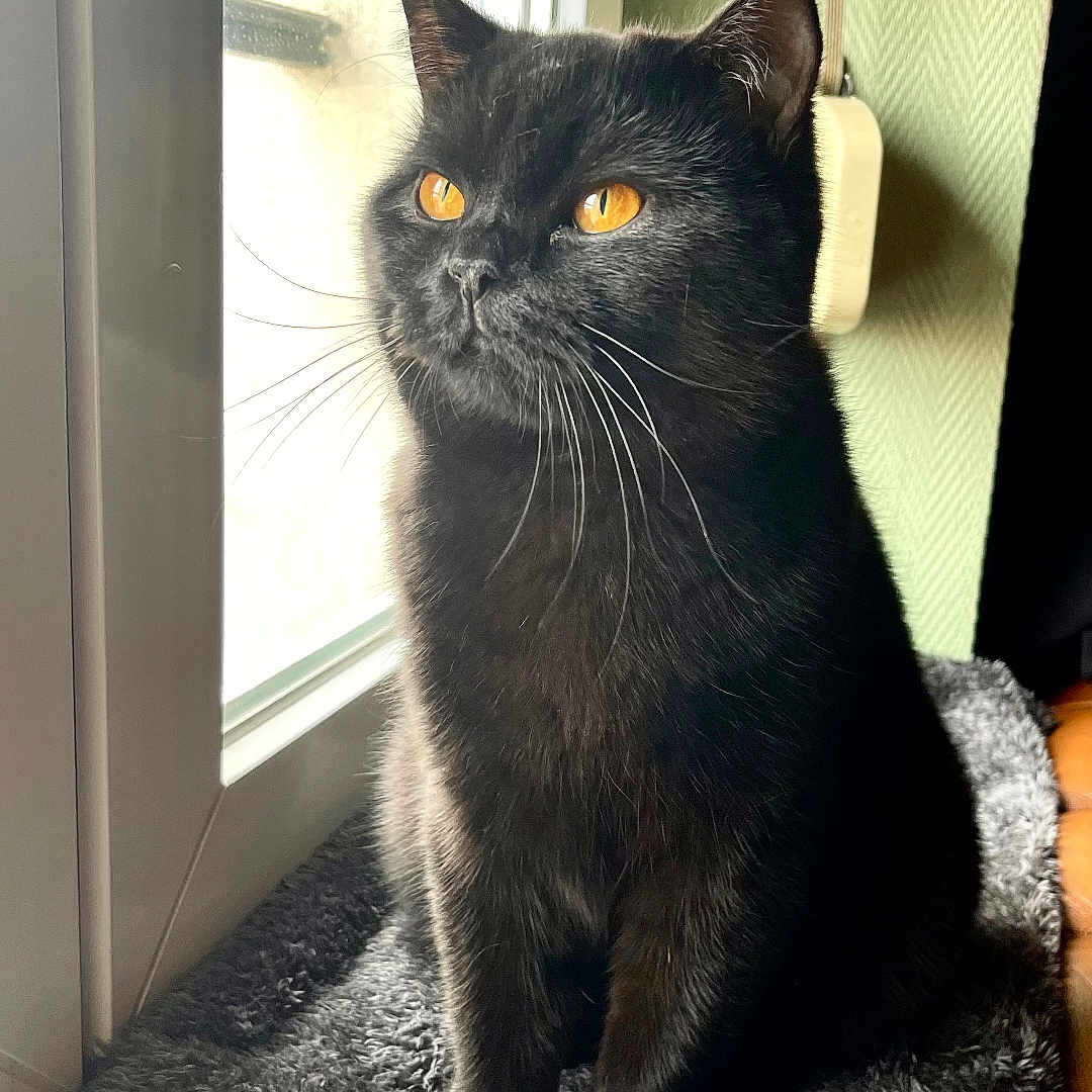 Sushi participe au concours pour gagner de l'argent avec cette photo : abyssinian, animal, blackcat, blanket, cat, door, homedecor, kitten, manx, pet, towel, window