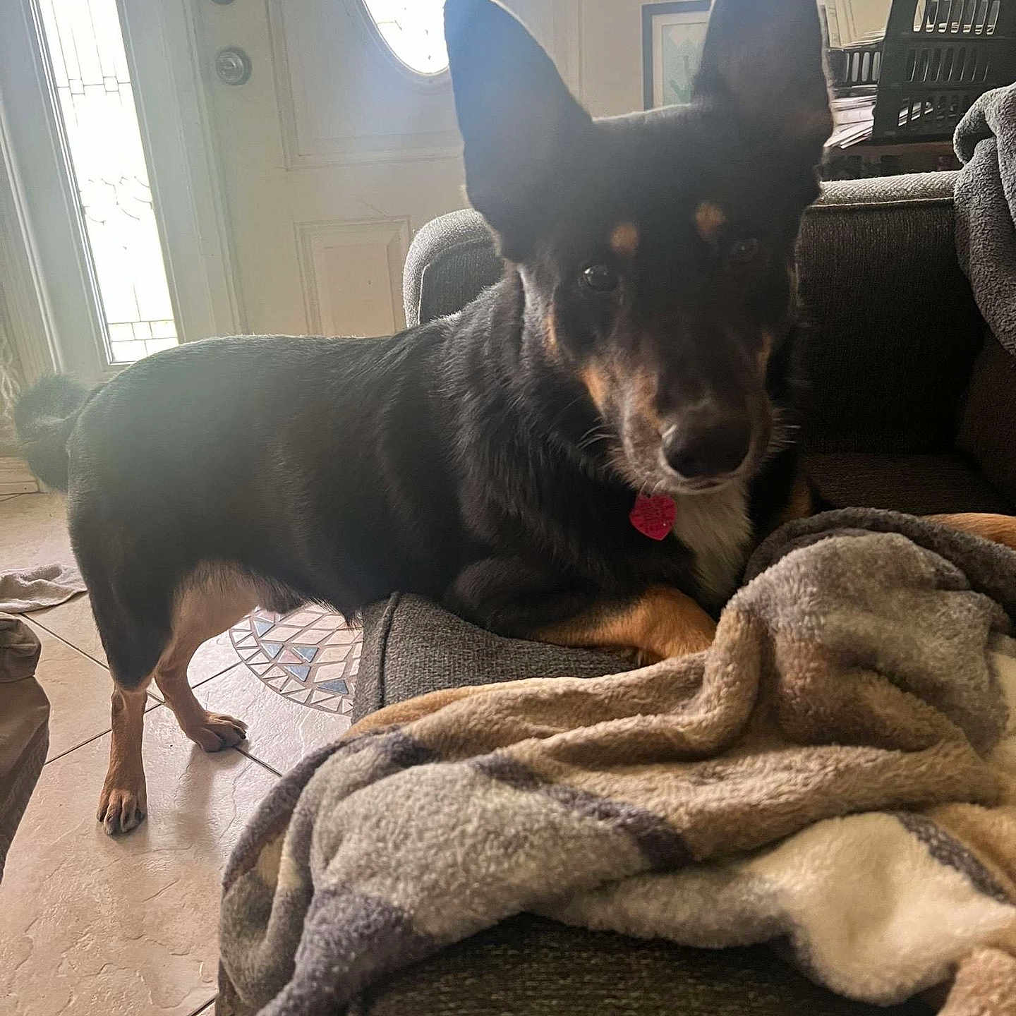 Oso joined the competition — help win amazing prizes! animal, blanket, canine, dog, dogbed, pet, puppy