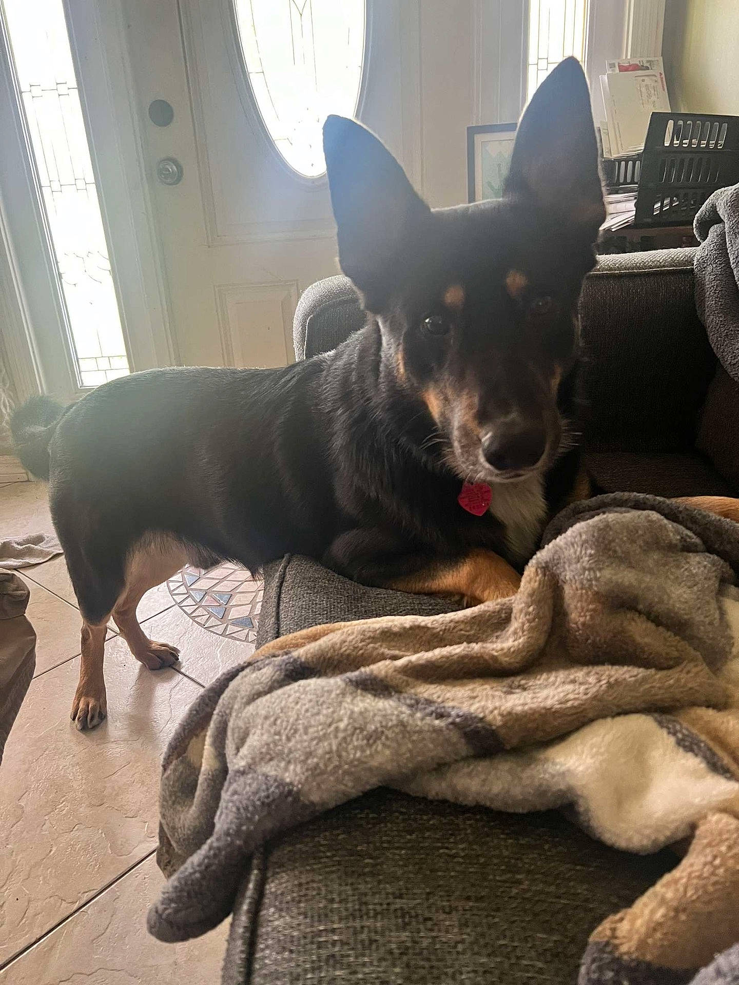 Oso is registered to the contest to win money with this photo: animal, blanket, canine, dog, dogbed, pet, puppy