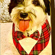 Luffy is registered to the contest to win money with this photo: dog, tongue_out, bow_tie, bandana, plaid, furry, pet, indoor, carpet, gate, cute, white, black, brown, small_dog, portrait, sitting, playful, friendly, domestic_animal