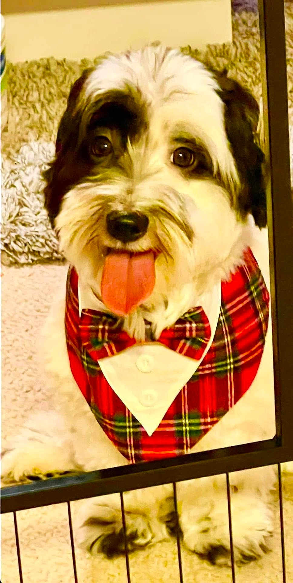 Luffy is registered to the contest to win money with this photo: dog, tongue_out, bow_tie, bandana, plaid, furry, pet, indoor, carpet, gate, cute, white, black, brown, small_dog, portrait, sitting, playful, friendly, domestic_animal