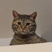 Freya is registered to the contest to win money with this photo: cat, tabby, pet, animal, cute, curious, whiskers, ears, face, fur, indoor, closeup, looking, alert, feline, portrait, small, domestic, mammal, expression