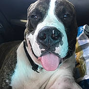 Odin participe au concours pour gagner de l'argent avec cette photo : dog, canine, pet, tongue_out, close_up, black_and_white, car_interior, relaxed, sitting, collar, animal, muzzle, fur, nose, portrait, domestic_animal, cute, friendly, indoor, companion